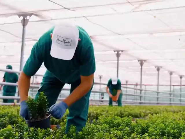 Nursery worker potting shrubs under a greenhouse canopy.
